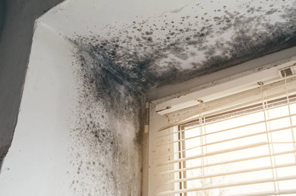 Affordable Mold Remediation solutions in Partlow, VA